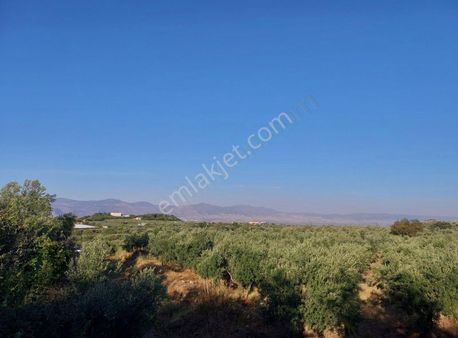 Esentepe Mah Satılık 5 Dönüm Verimli Zeytinlik