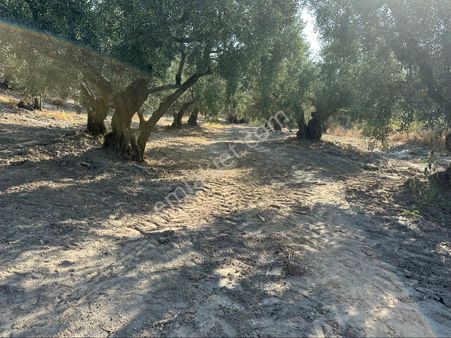 Tırpan Gayrimenkulden Işıklı Köyünde 703m2 Yola Cephe Satılık Köye Yakın Zeytinlik