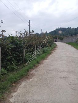 Genç Evim / Beyli / Ev Ve Villa Yapımına Uygun Fındık Bahçesi