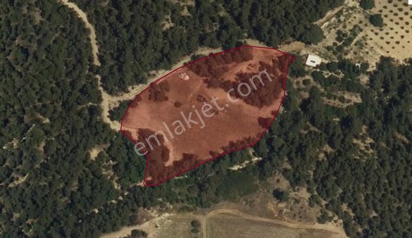 Ayşah Gayrimenkulden Denizli Pamukkale Kurtluca Mahallesinde Satılık Doğa İle İç İçe Tarla