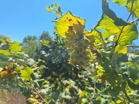 Sakarya Geyve Yaylak Mahallesinde