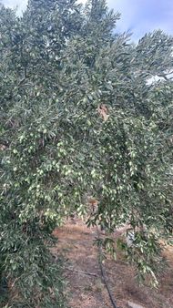 Latmos Gayrimenkulden Söke Güllübahçe 'de Satılık Zeytinlik