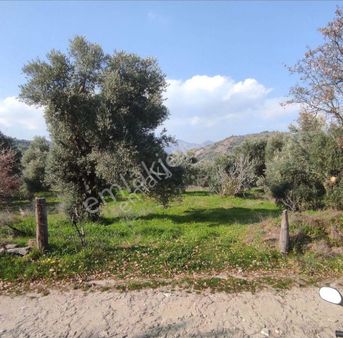 Nazilli Hasköy'de 5000 M2 Süper Zeytinlik