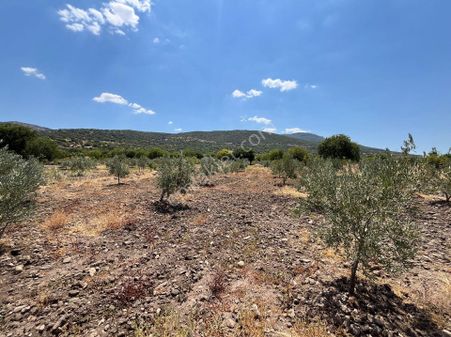 Gozde Life Karakuzuda 300 Zeytin Ağaçlı Muhtesem Zeytinlik