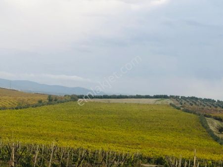 Yaşar Emlaktan Satılık Bağ
