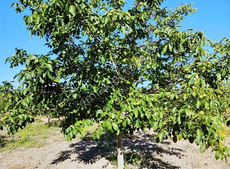 Araç Takaslı Güney Çamrakta 17 Dönüm Ceviz Bahçesi