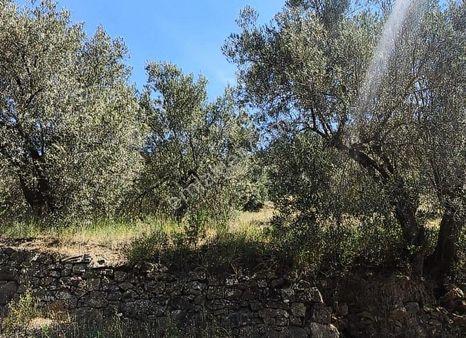 Kazdağları'nda Deniz Manzaralı Anayola Yakın Zeytinlik 15 Dönüm