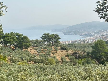 Tırpan Gayrimenkulden Mudanya Ömerbey Mah.4935 M2 Full Deniz Yola Cephe Satılık Zeytinlik