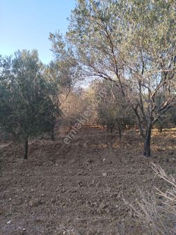 Soma Dualar Köyü Satılık Zeytinlik