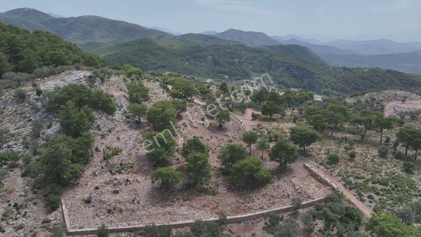 Goldhouse Dan Satılık Fırsat Göcek Te Zeytinlik