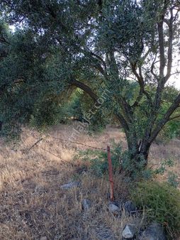 Emlak Dünyası Karacasu Şubesi Portföyde