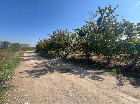 Roma' Dan Cerrah Mh. Yola Cephe Satılık Meyve Bahçesi