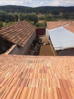 Küçük Baş Hayvan Çiftliği