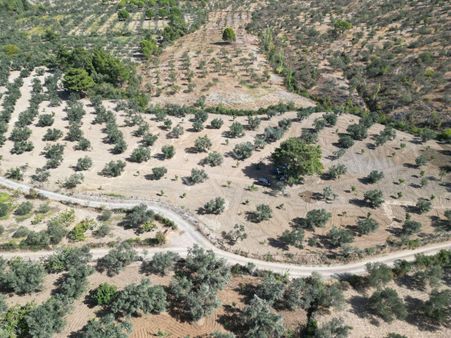 Sabri Pınarbaşı'dan Havran Çamdibi'nde Satılık Yatırımlık 18dönüm Zeytinlik