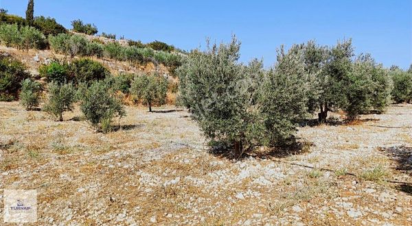 Didim Yalıköy Mahallesi 33 Dönüm Tarla Vasfında Zeytinlik