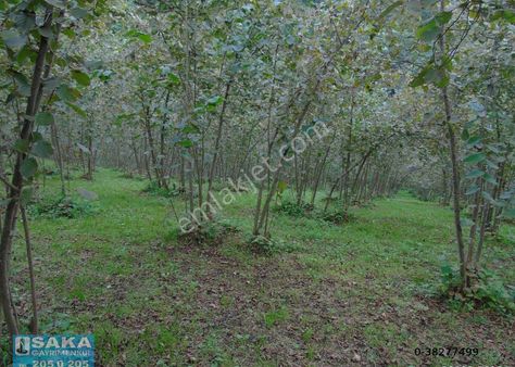 Sakagayrimenkul'den Merkez Yeniköyde Satılık Fındık Bahçesi