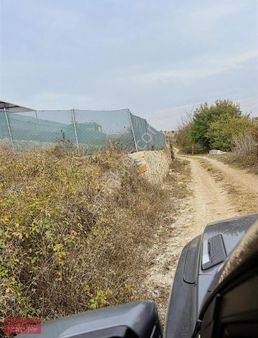 Yollu Ceviz Fındık Bahçesi