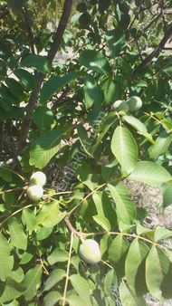 Satılık Tarla Honaz Aşşağı Karaçay Mevkisinde