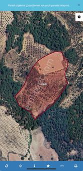 Kuyucak Aksazda 46 Dönüm Zeytinlik