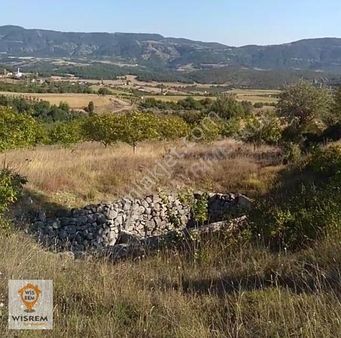 Köye Yakın Yol Kenarı Fırsat Cevizlik