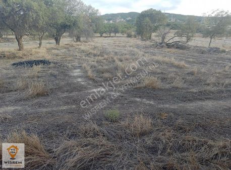 Wisrem Gayrumenkul'den Fırsat Tarla