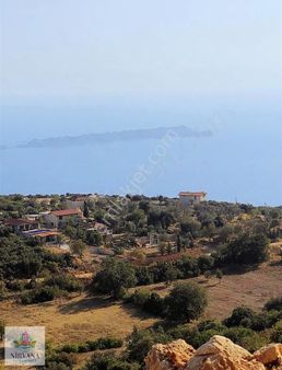 Antalya Kaş Sarıbelende Deniz Manzaralı 1.145 M² Zeytin Tarlası