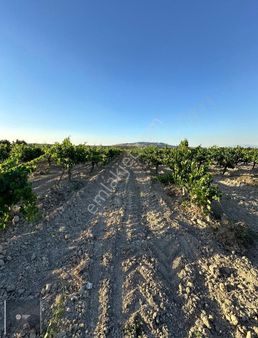 Denizli Çal Yukarı Seğitte Satılık Üzüm Bağı