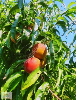 Aktif Gayrimenkulden Musalıda Satılık 5.930 M2 Şeftali Bahçesi