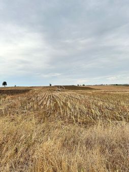 Tekirdağ Malkara İlçesi İbribey Mahallesinde 1154 Metrekare Satılık Tarla