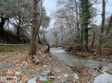 Vitrinden Hacıhasanlarda Dere Kenarı 2373 M2 Zeytinlik