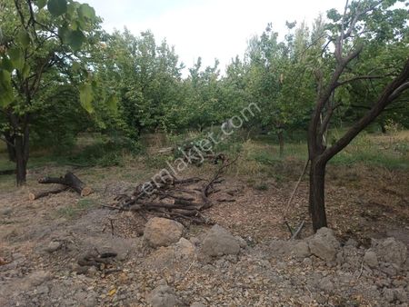 Orduzu Leylek Pınarında Satlık Ev Ve Arsası