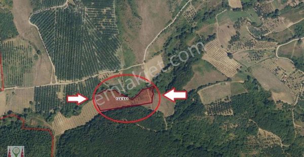 Kocaeli Karamürsel Akçat 8669 M2 Satılık Meyve Bahçesi