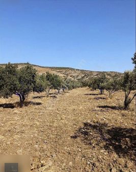 Türközü Mahallesinde Satılık Dikmelik