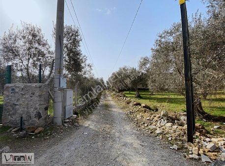 Vitrinden Kızılkeçiliye 300 M Mesafede 3560 M2 Zeytinlik