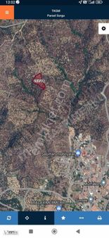 Vitrinden Ortaobada Kadastro Yolu Bulunan Zeytinlik