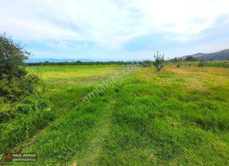 Akmandan Havranda 5.822m2 Etrafı Çevrili Düzayak Fırsat Cevizlik