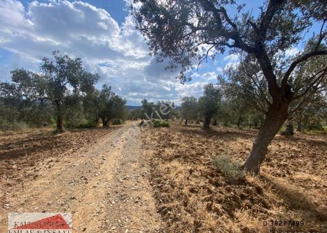 Kavuşturan Emlak'tan Balıkesir Havran Çamdibin'de Satılık Hesaplı Zeytinlik