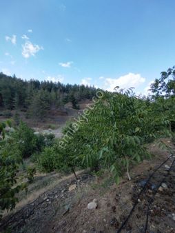 Toroslar Yavca Satılık Erik Bahçesi 6360 Metre