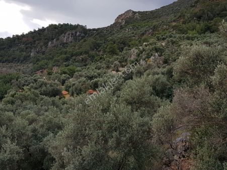 Muğla Ortaca Fevziye'de Satılık 27.250 M2 Deniz Manzaralı Tarla