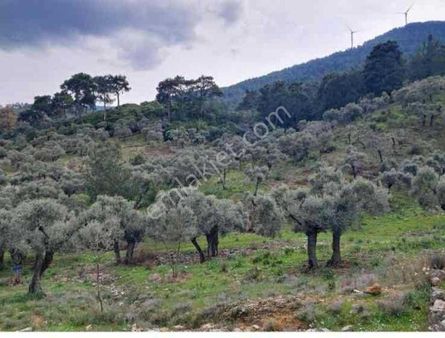 Milas Pınarcık’da Bafa Gölüne Yakın Satılık Zeytinlik