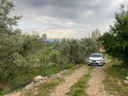 Muğla Seydikemer Söğütlüderede 2442m2 Müstakil Zeytin Bahçesi Satılık