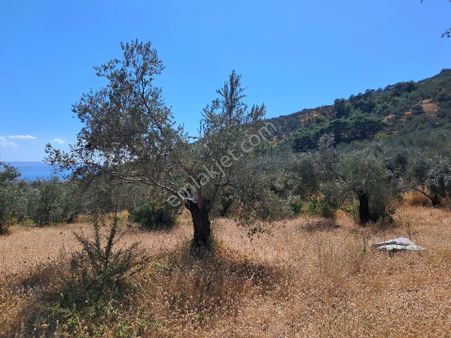 Balıkesiredremit-ç.kale/yenice Asfalı Yakım Hanlar Dağ Evleri Yakın