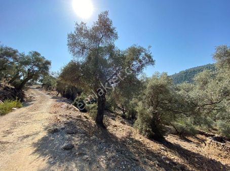 Eren Emlak'tan Muğla Milas Çomakdağ Köye Yakın 233m² Tarla 205 Bin Tl Takas Olur