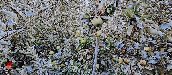 Başarakavak 1121m2 Önü Asfalt Arkası Dereye Cephe Meyve Bahçesi