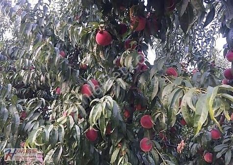 Pamukova Cihadiye Mah.yola Cephe 13,500 M2 Yetişkin Şeftali Bah.