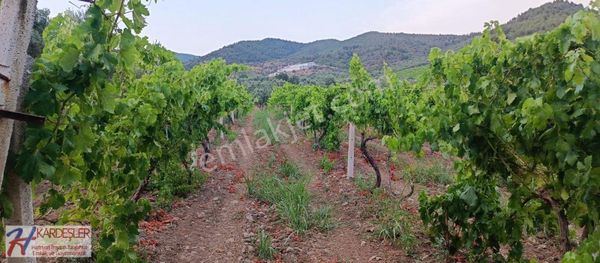 Pamukova Ahılar Mah. Bakımlı Müşküle Cinsi Telli Üzüm Bağı