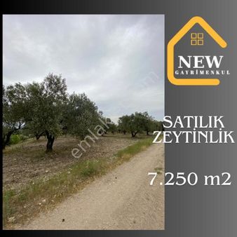 New Gayrimenkul'den Alay Karşısı 7.250 M2 Satılık Kupon Zeytinlik