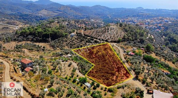 Özdere' De Mandalin Bahçesi