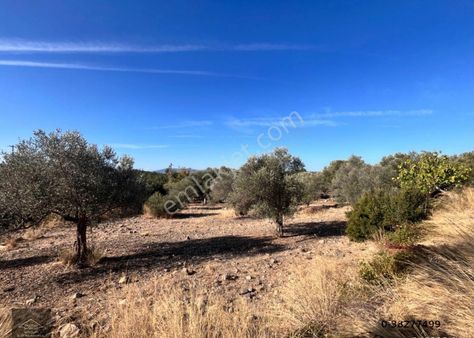 Urla Özbekte Satılık Tarla(hisse)