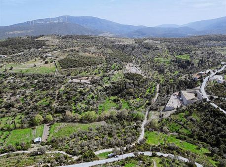 Kösedere'de Tarım İmarına Uygun Satılık Zeytin Ağaçlı Tarla